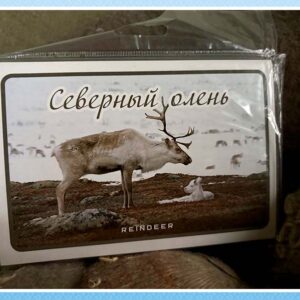 Набор открыток «Белый медведь — хозяин Арктики» (Копировать)